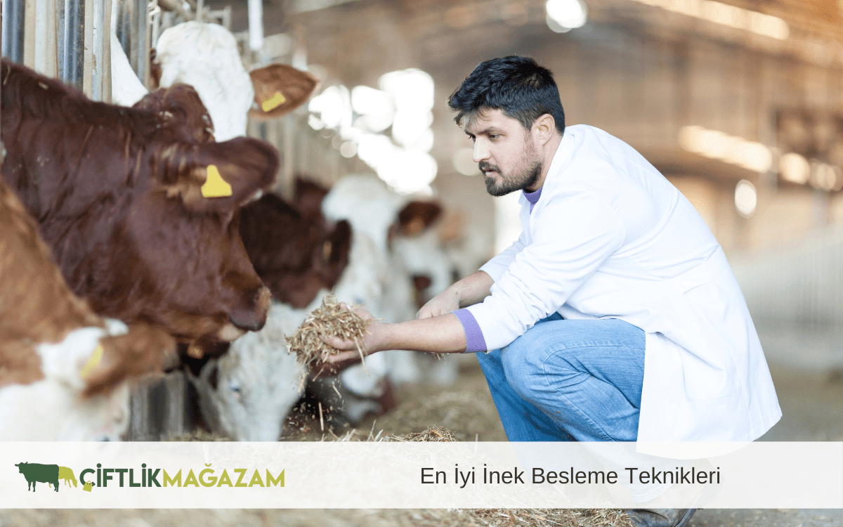 en iyi inek besleme