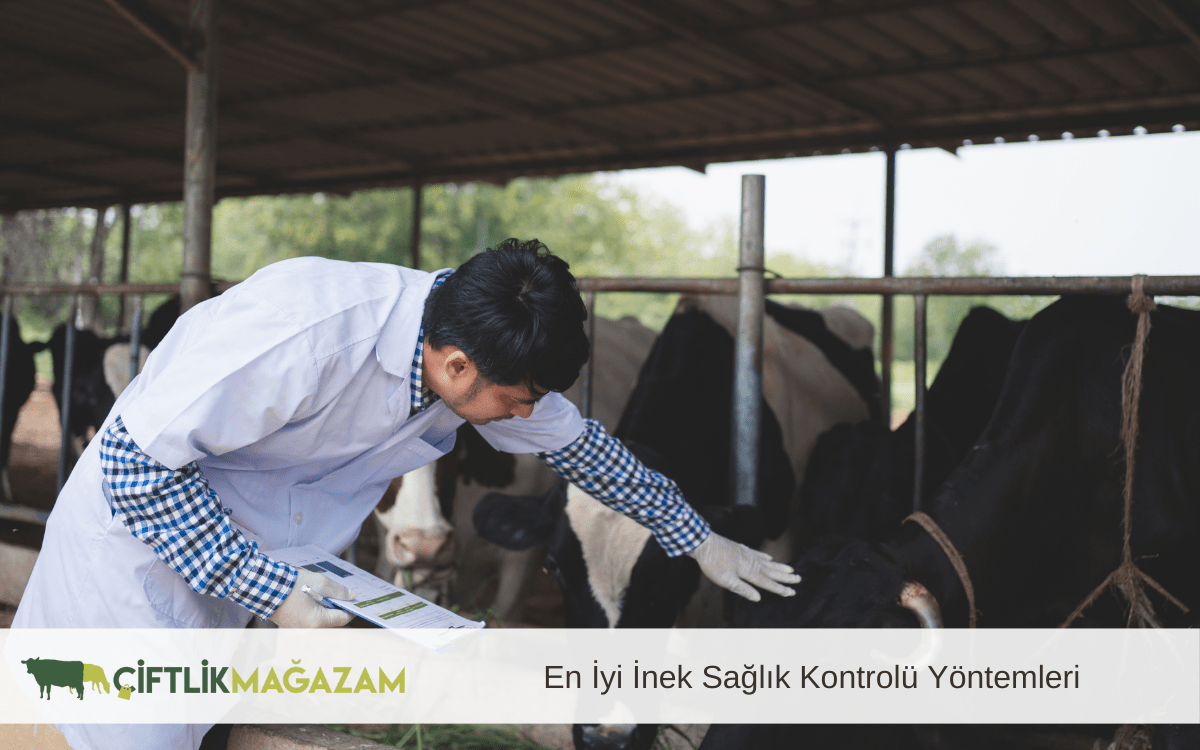 en iyi inek sağlık kontrolü
