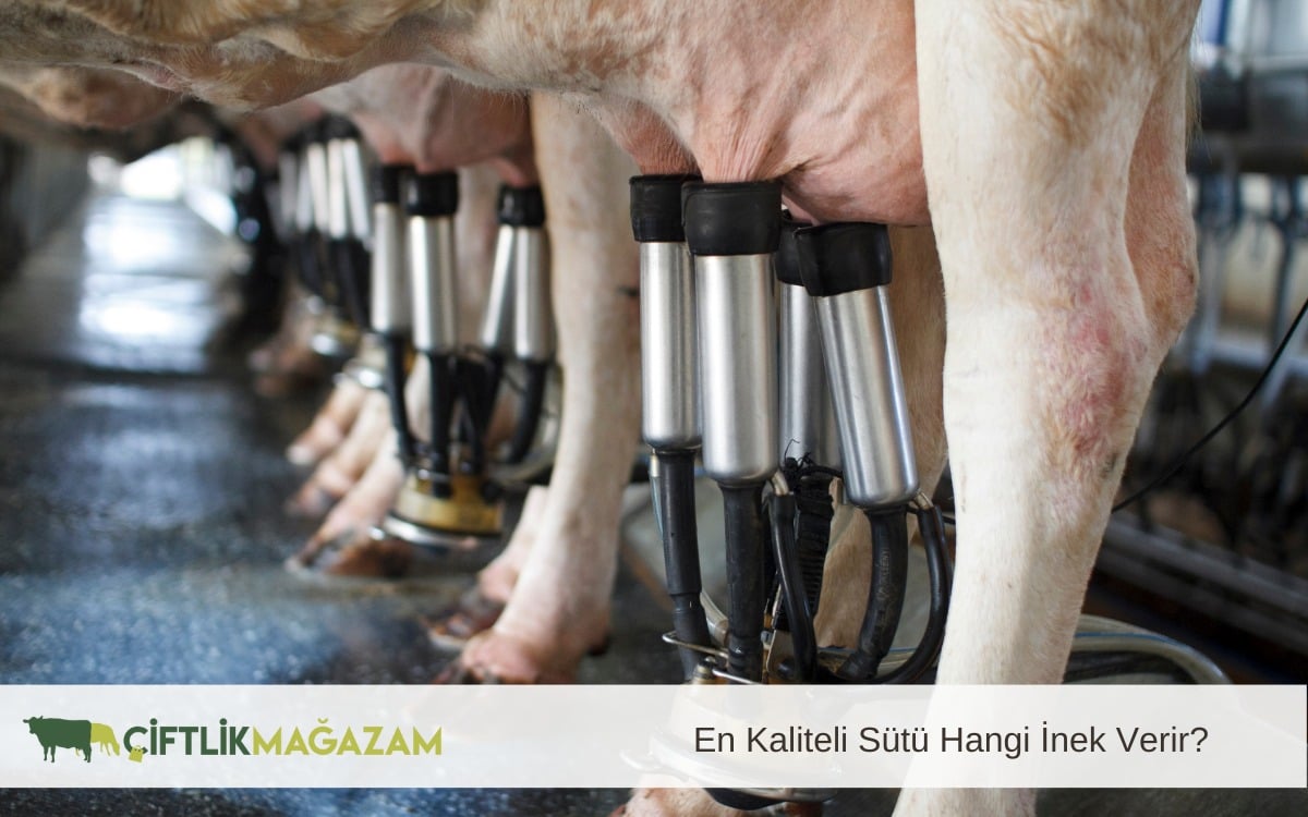 en kaliteli sütü hangi inek