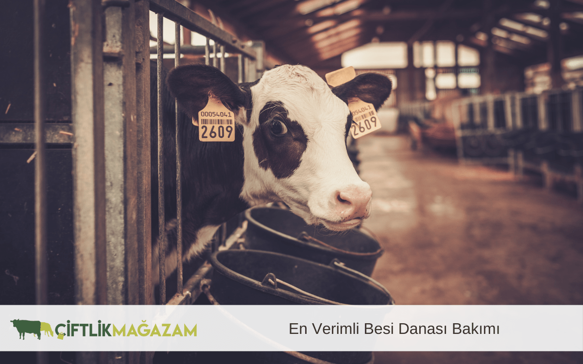 en verimli besi danası