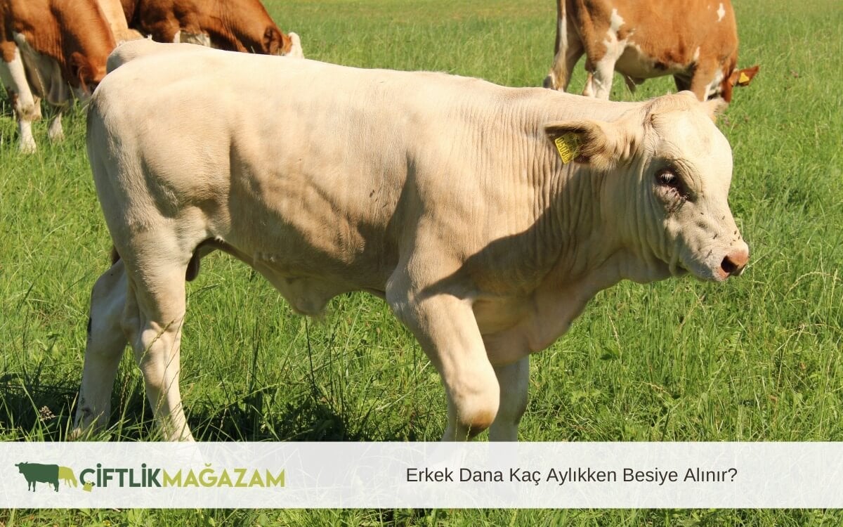 erkek dana