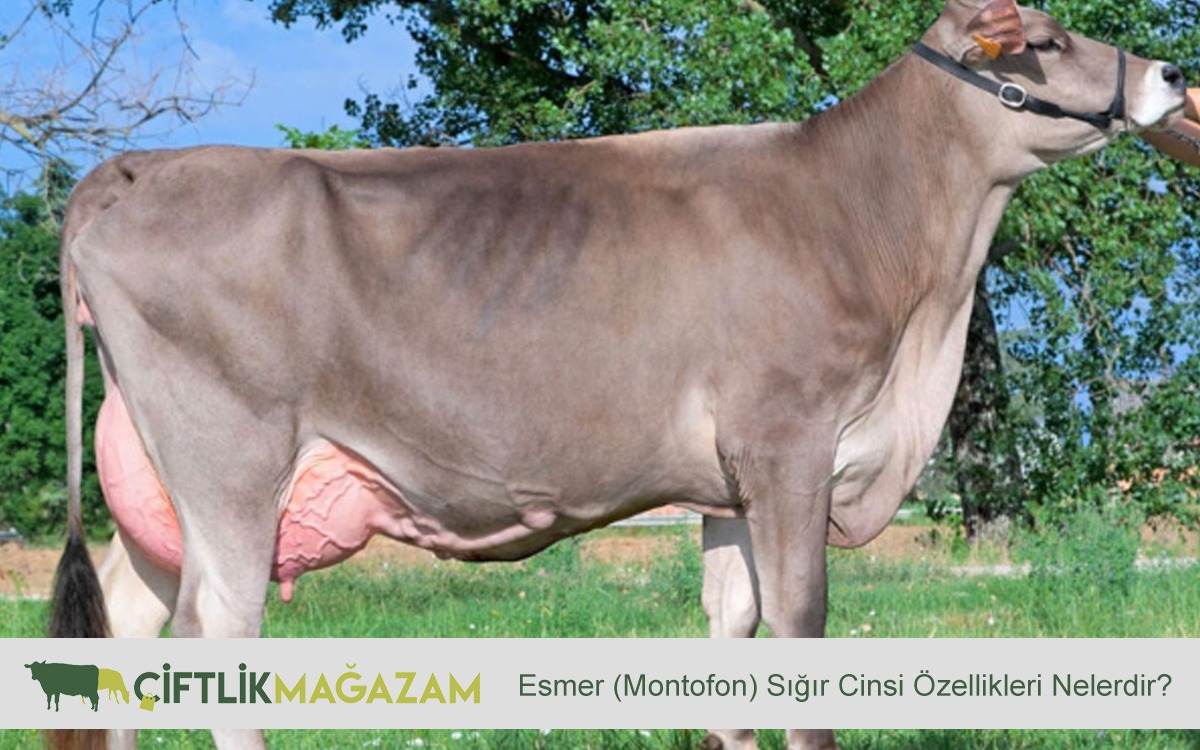 esmer sığır cinsi