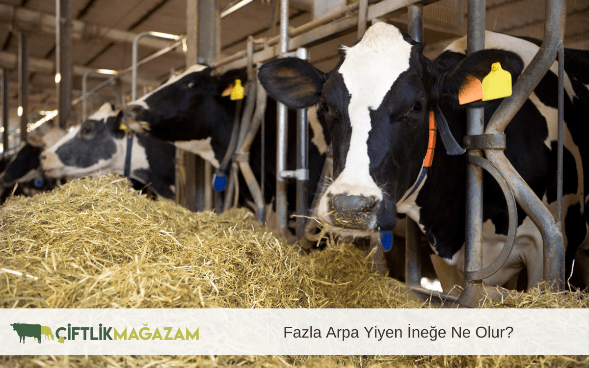 fazla arpa yiyen ineğe ne olur