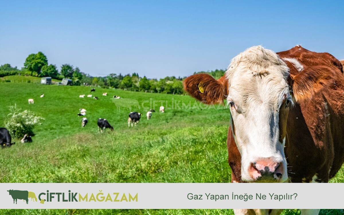 inek sağlığı