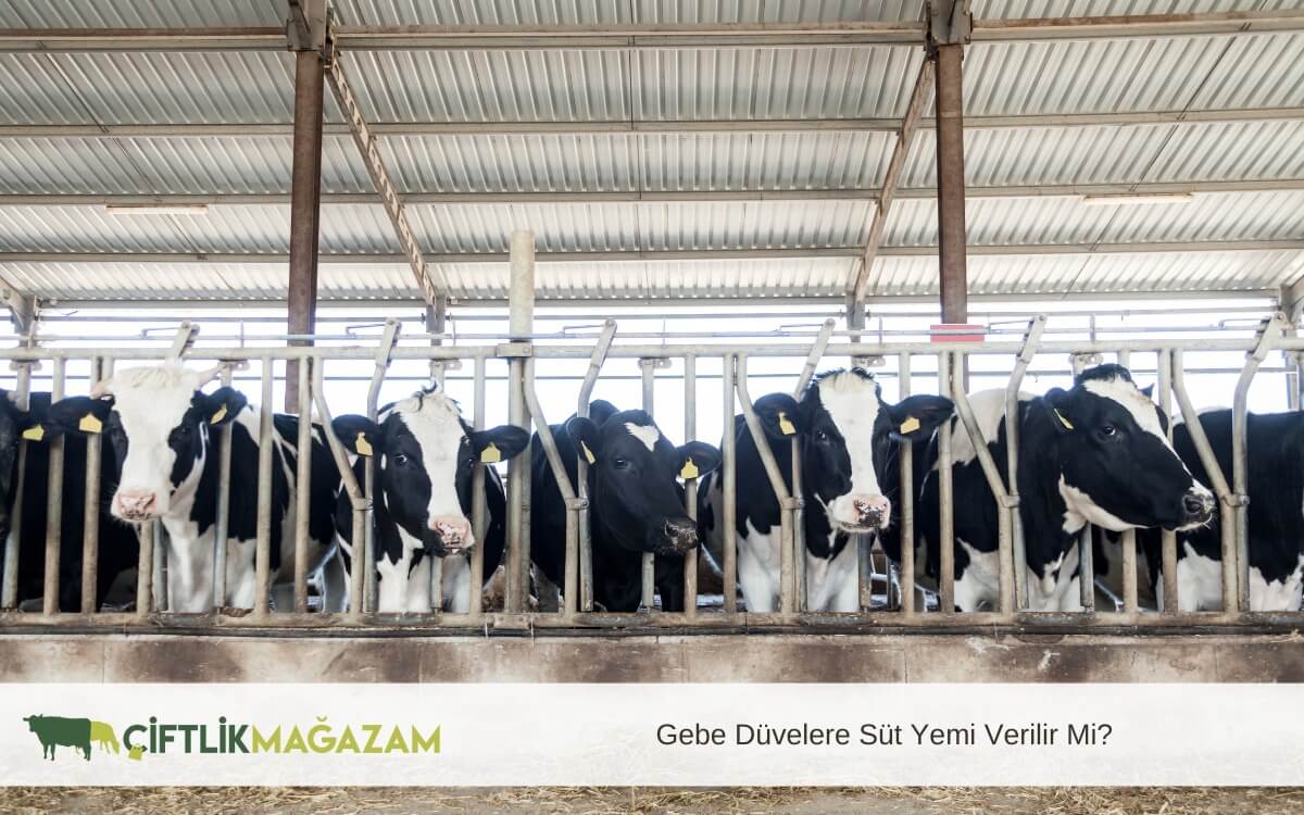 gebe düvelere süt yemi