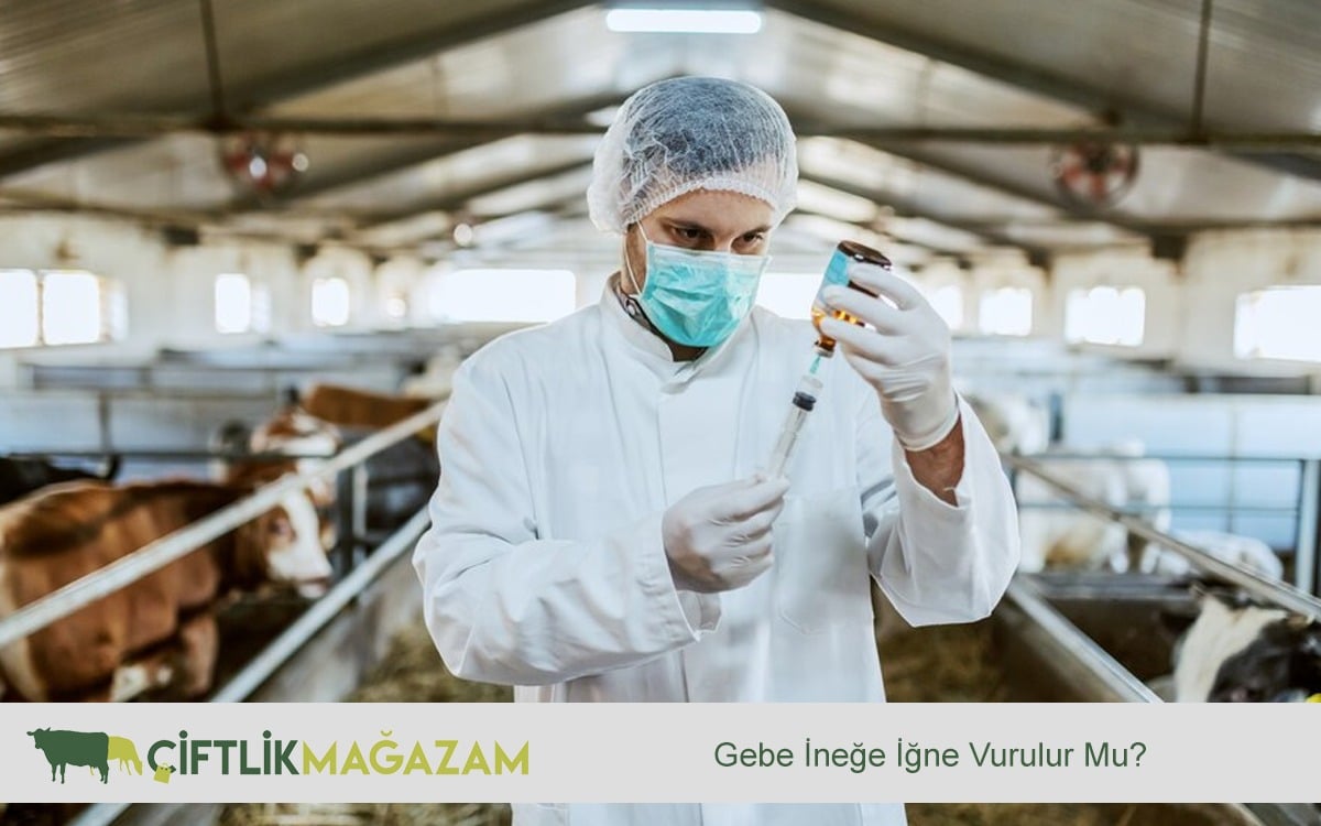 gene ineğe iğne vurulur mu