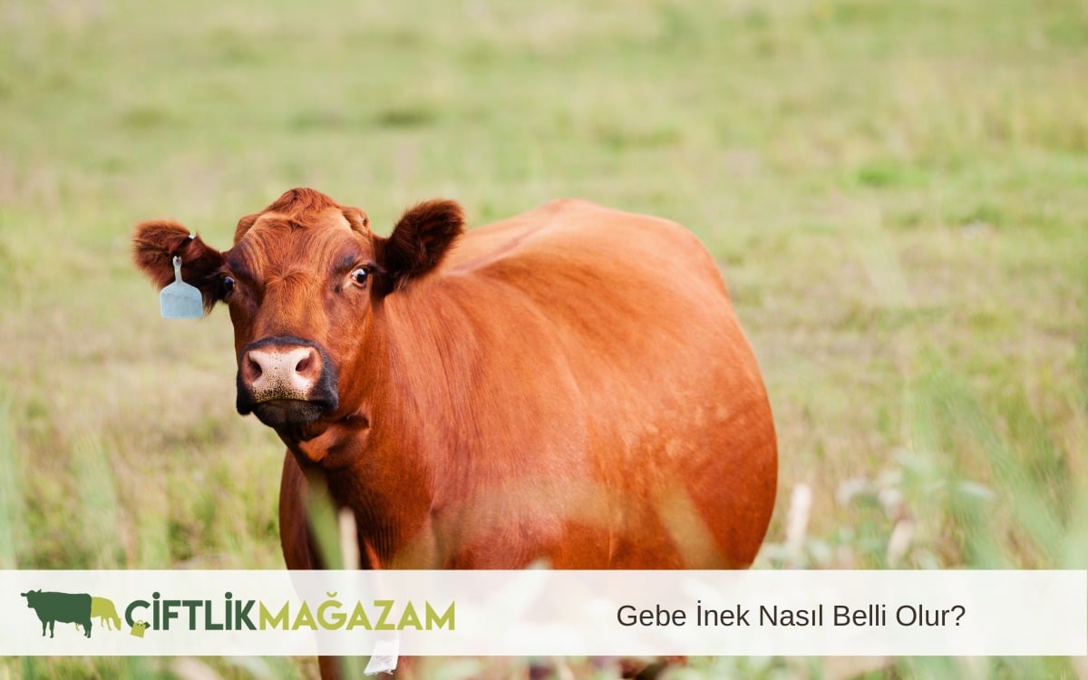 gebe inek