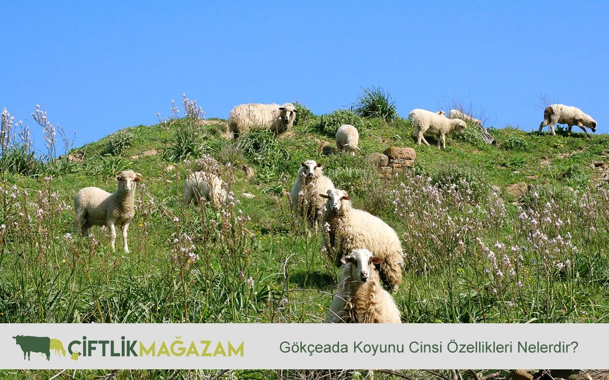 gökceada koyunu