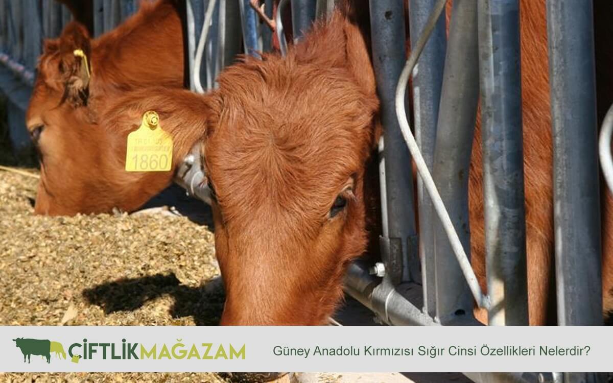 güney anadolu
