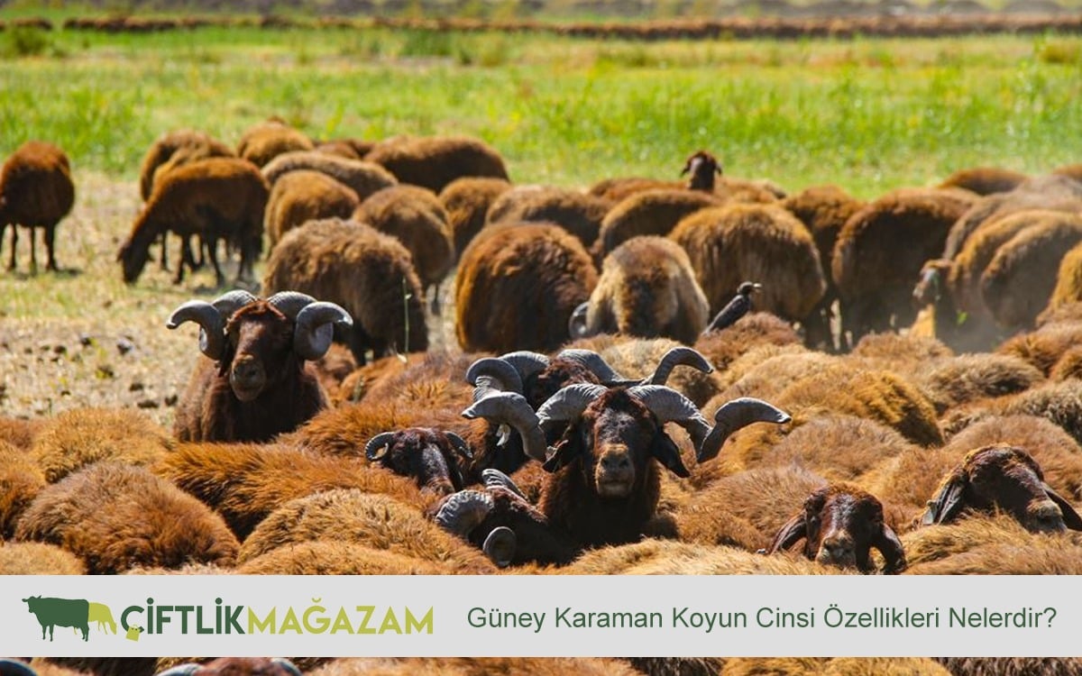 Güney Karaman koyun