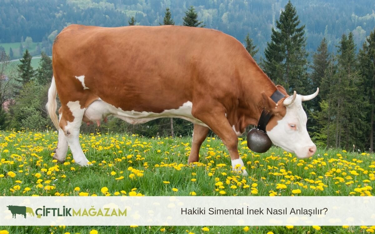 hakiki simental inek