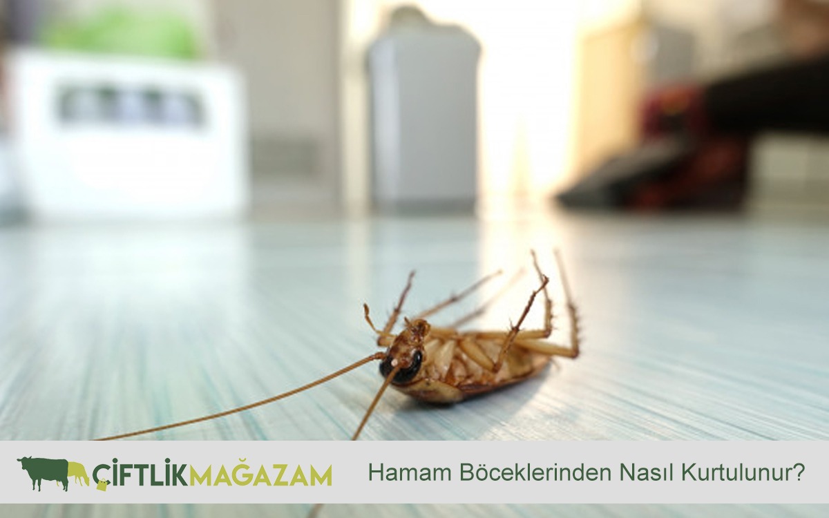 hamam böcekleri