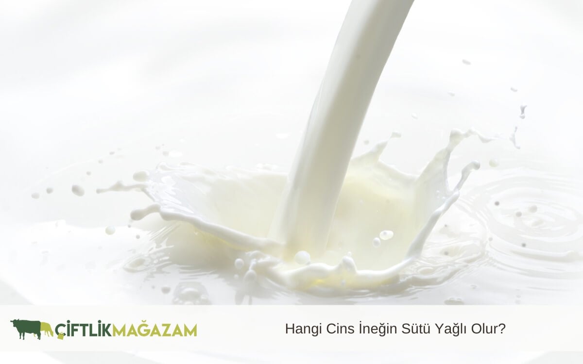 hangi cins ineğin sütü yağlı