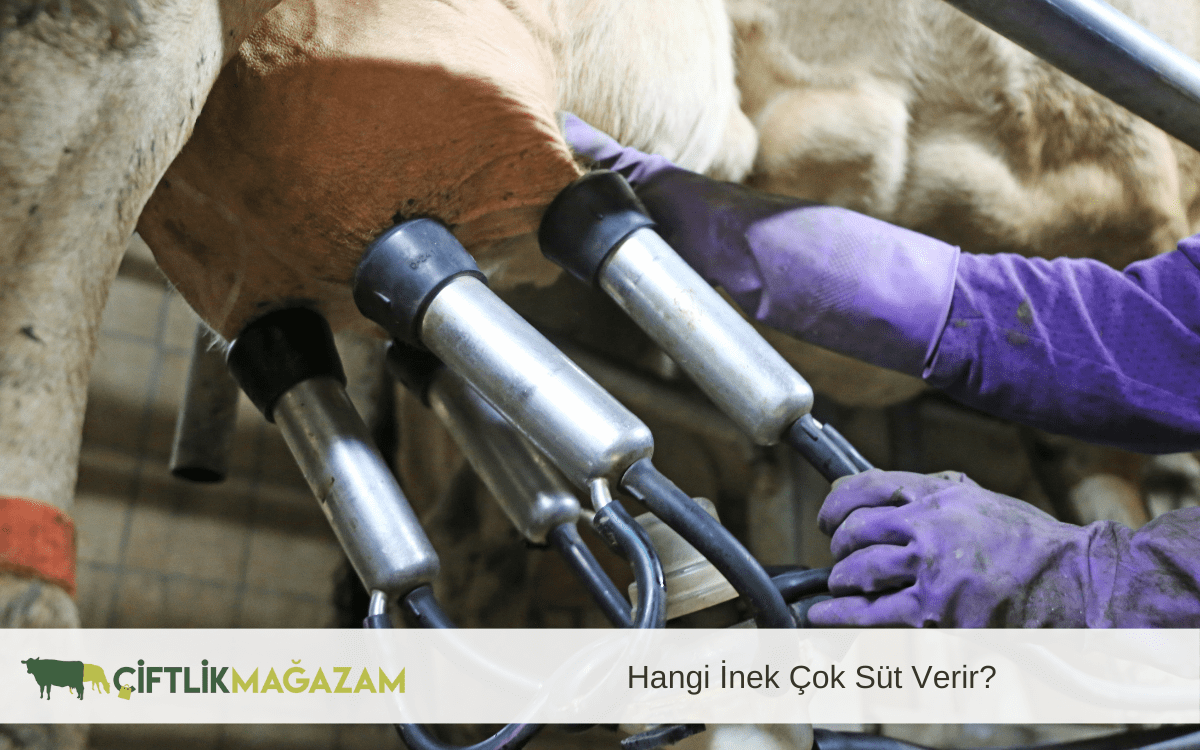 hangi inek çok süt verir
