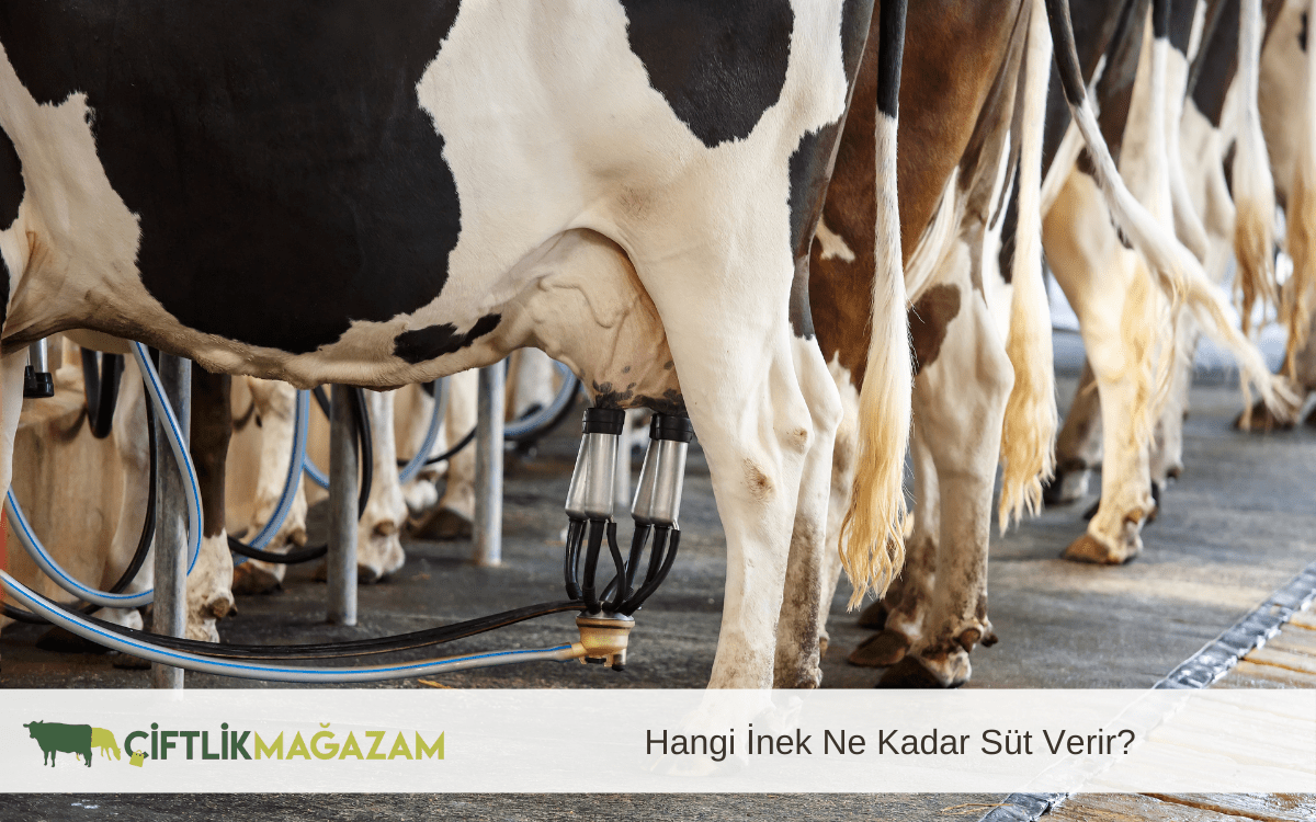 hangi inek ne kadar süt verir
