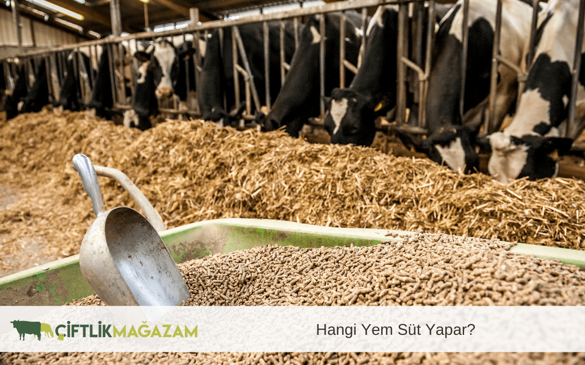 hangi yem süt yapar