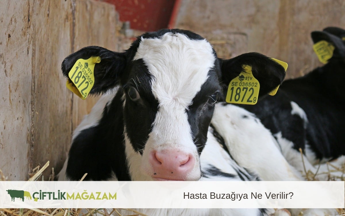 hasta buzağı