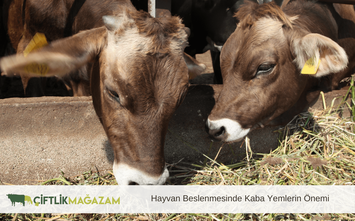 hayvan beslenmesinde kaba yemlerin önemi