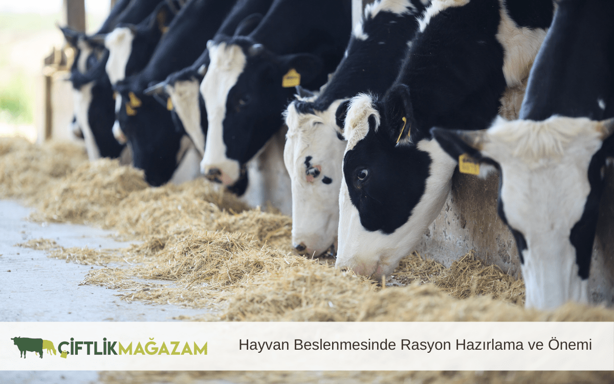 hayvan beslenmesinde rasyon hazırlama