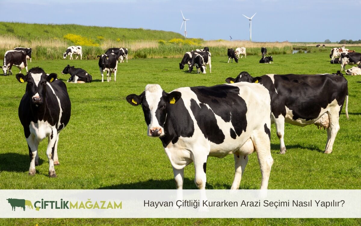 hayvan çiftliği kurarken arazi seçimi