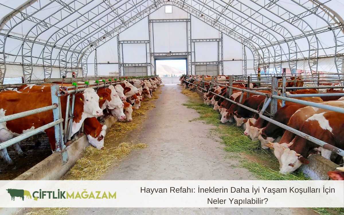 hayvan refahı ineklerin daha iyi yaşam koşulları