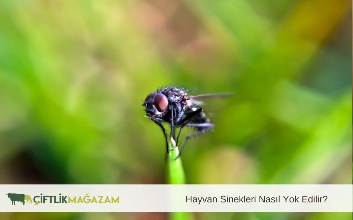hayvan sinekleri