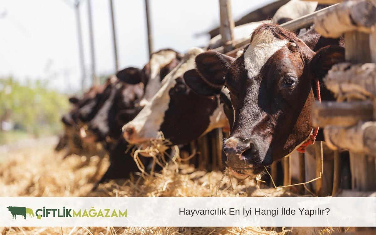 hayvancılık en iyi hangi ilde