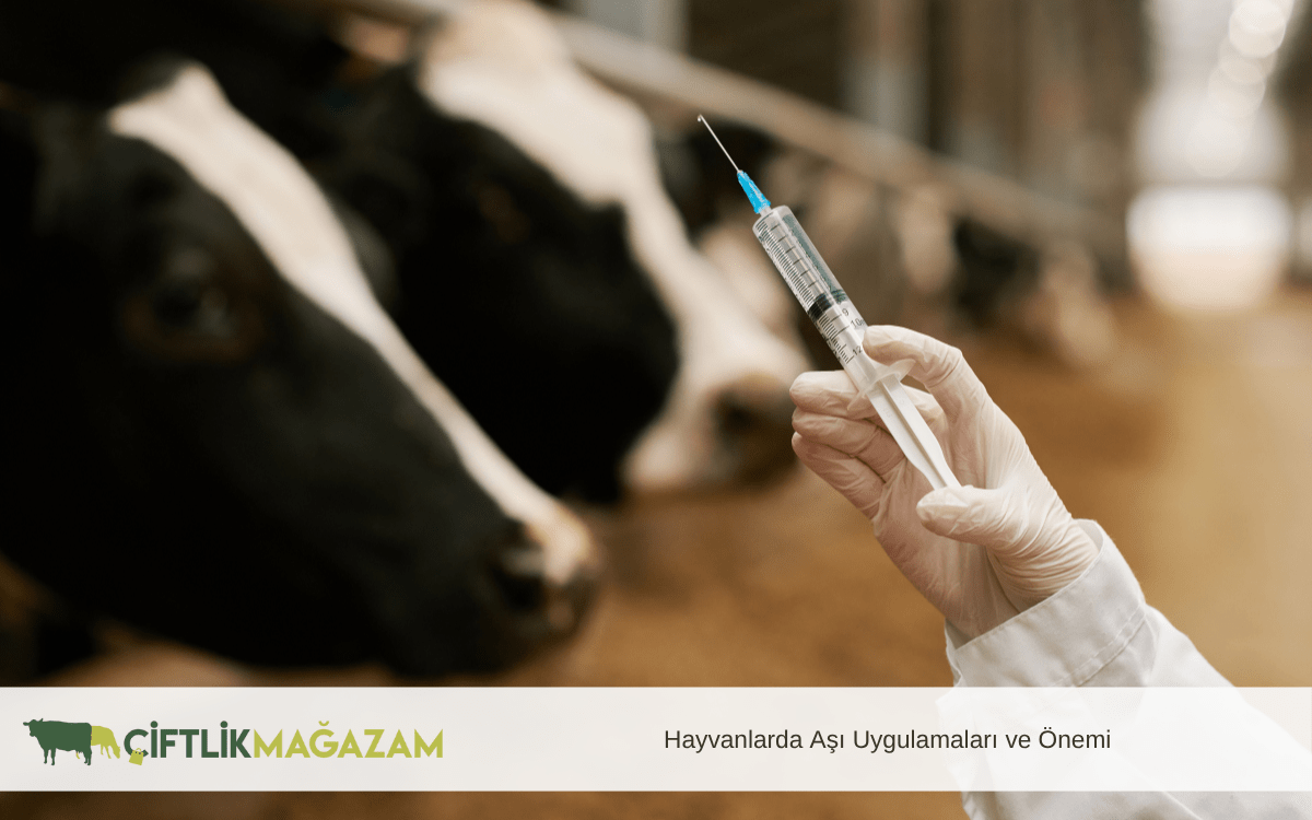 hayvanlarda aşı uygulamaları