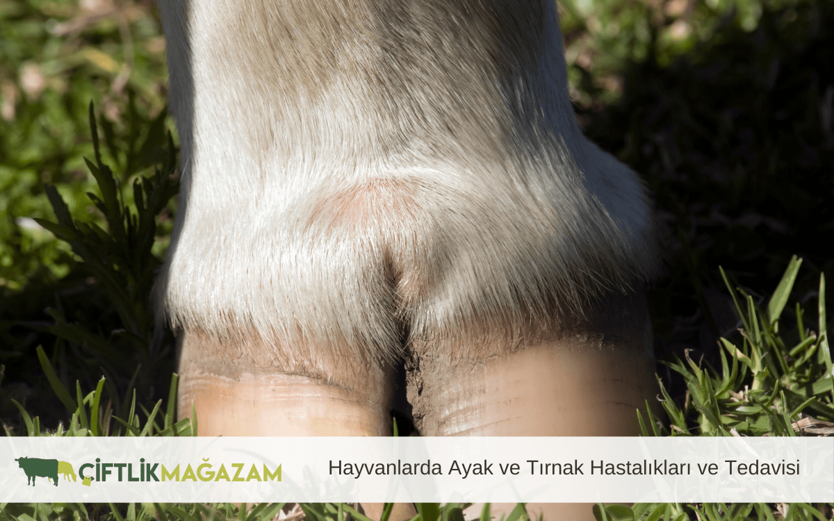 hayvanlarda ayak ve tırnak hastalıkları