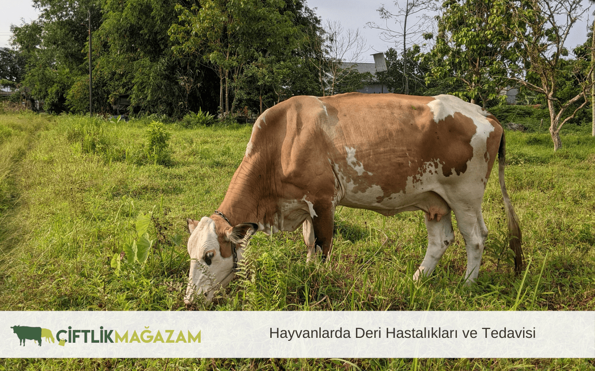 hayvanlarda deri hastalıkları