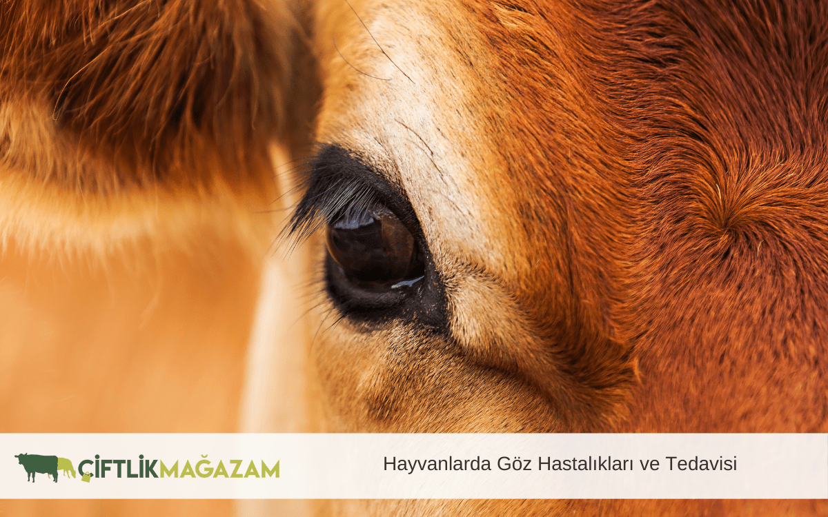 hayvanlarda göz hastalıkları