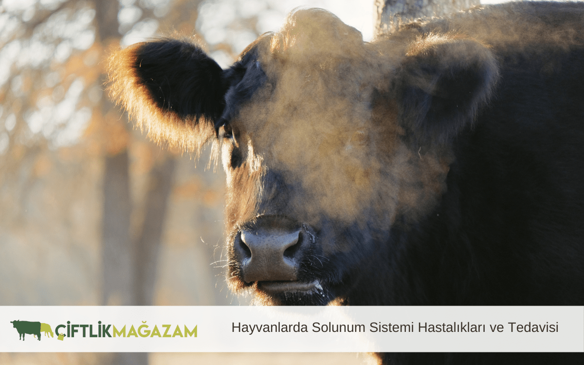 hayvanlarda solunum sistemi hastalıkları