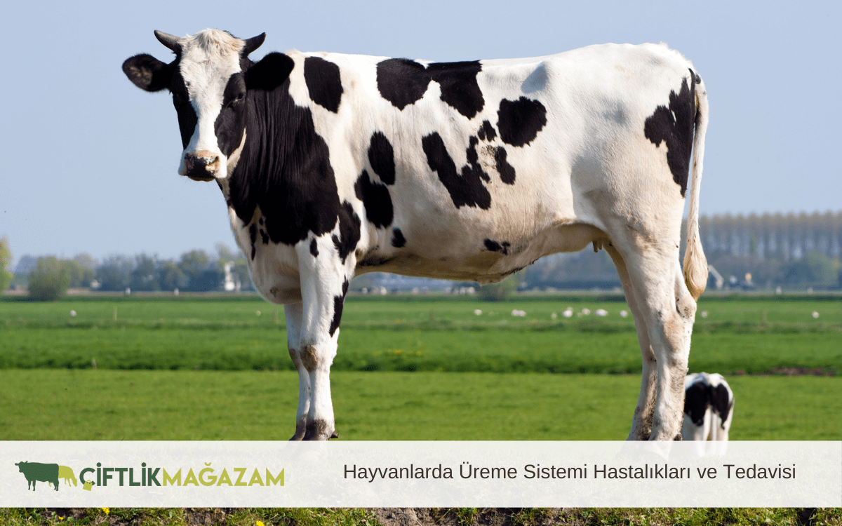 Hayvanlarda Üreme Sistemi Hastalıkları ve Tedavisi