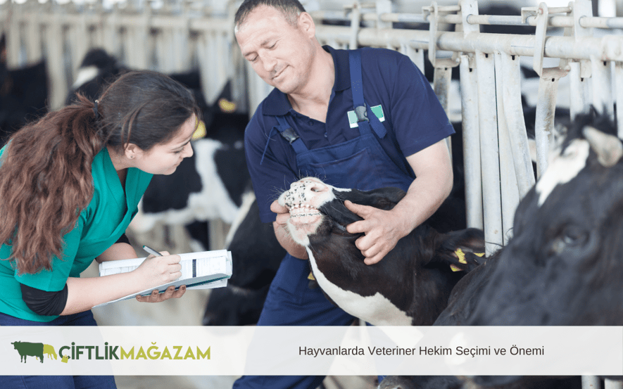 hayvanlarda veteriner hekim seçimi