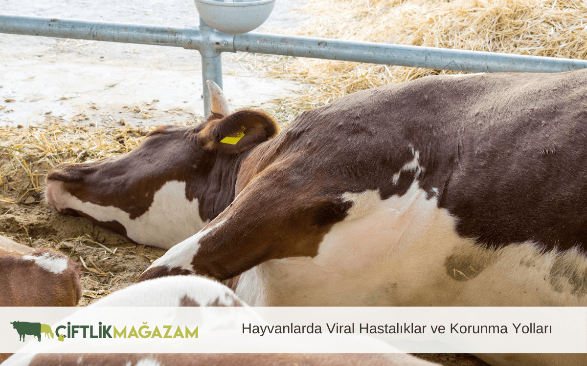 hayvanlarda viral hastalıklar