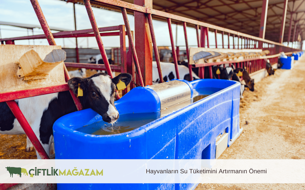 hayvanların su tüketimini artırmanın önemi
