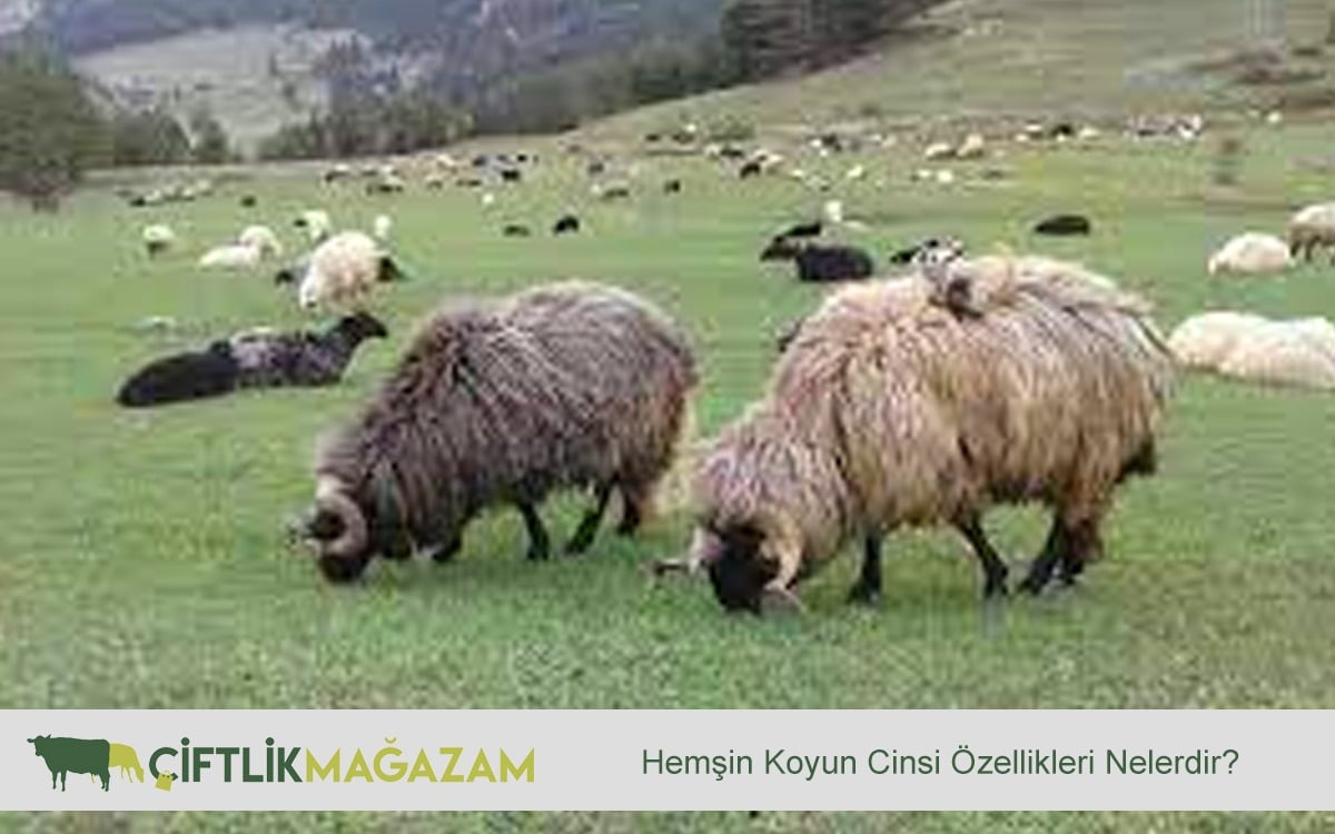 hemsin koyun