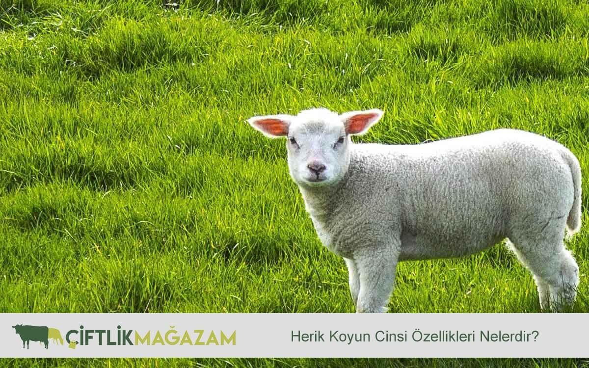 herik koyun