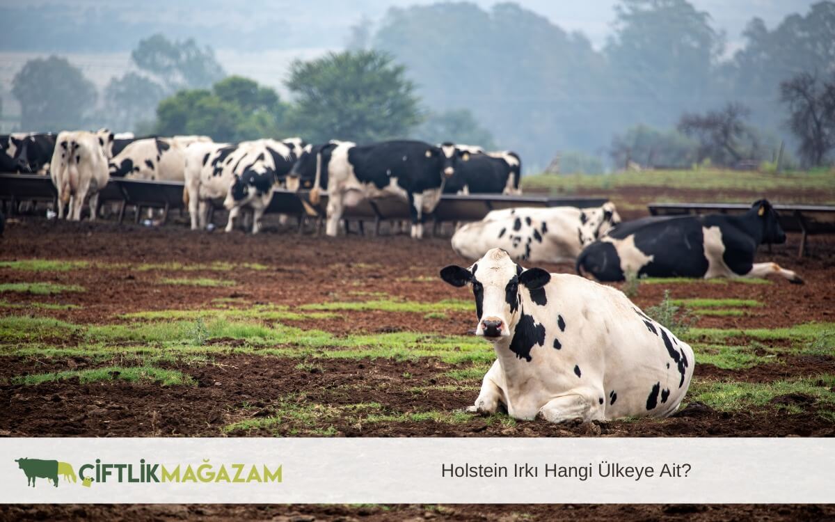 holstein ırkı