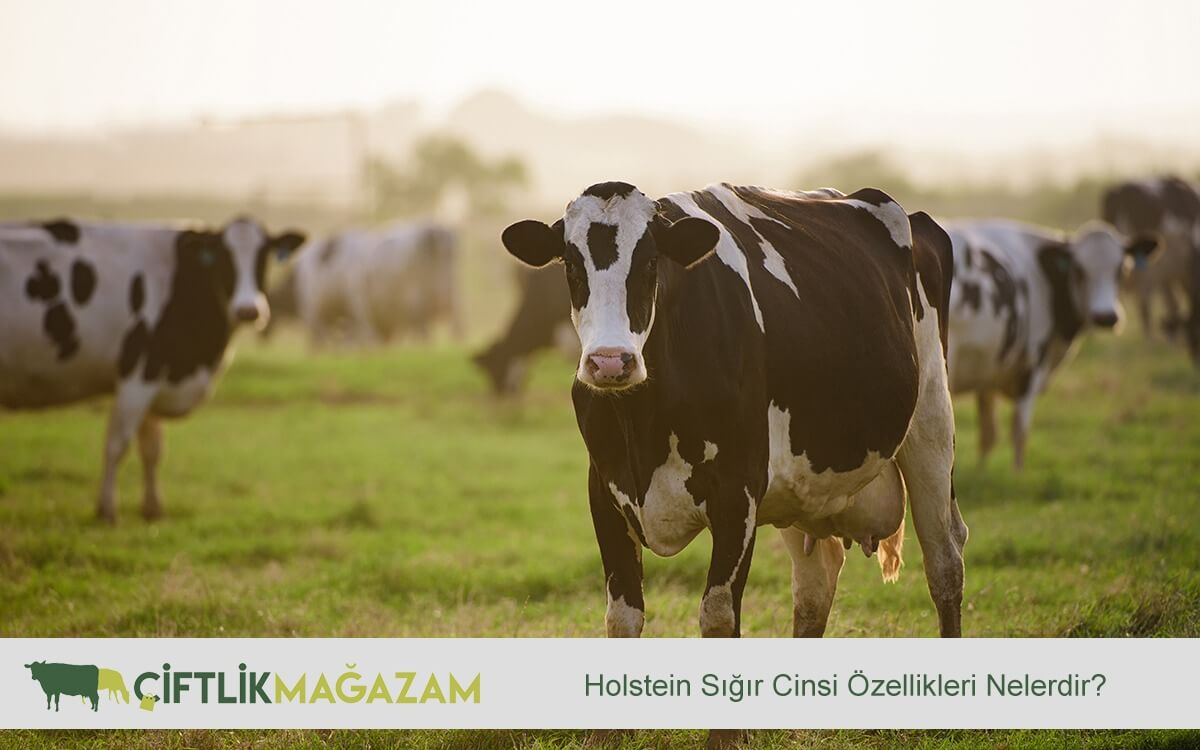 Holstein sığır
