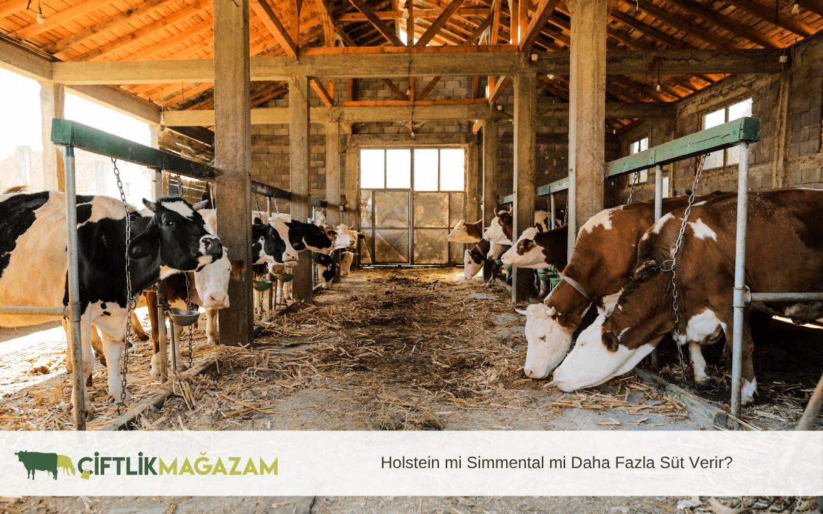 holstein mi simmental mi daha fazla süt verir