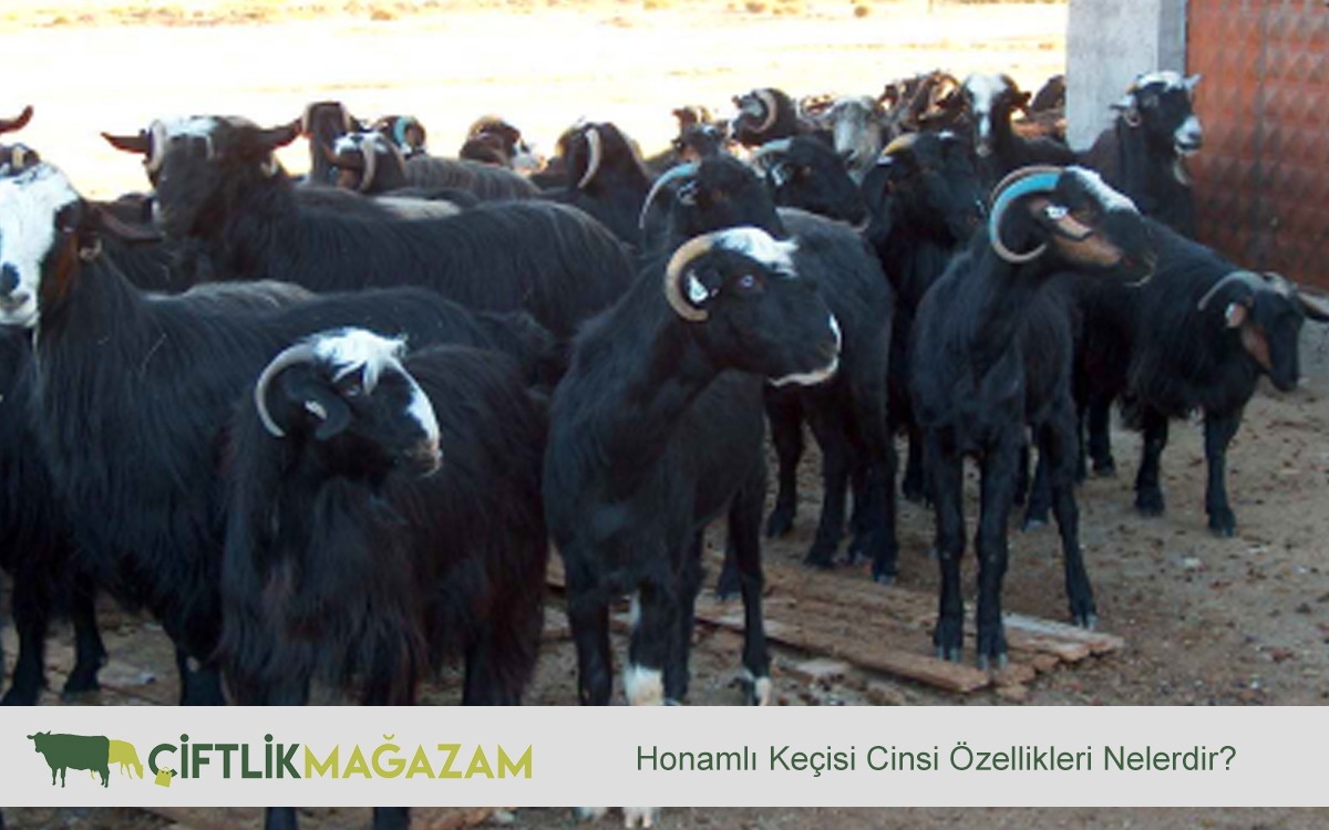 honamlı keçisi