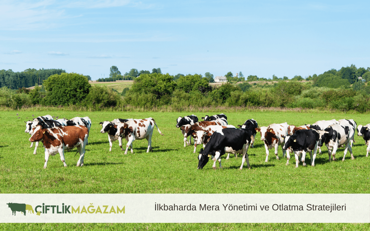 lkbaharda mera yönetimi ve otlatma