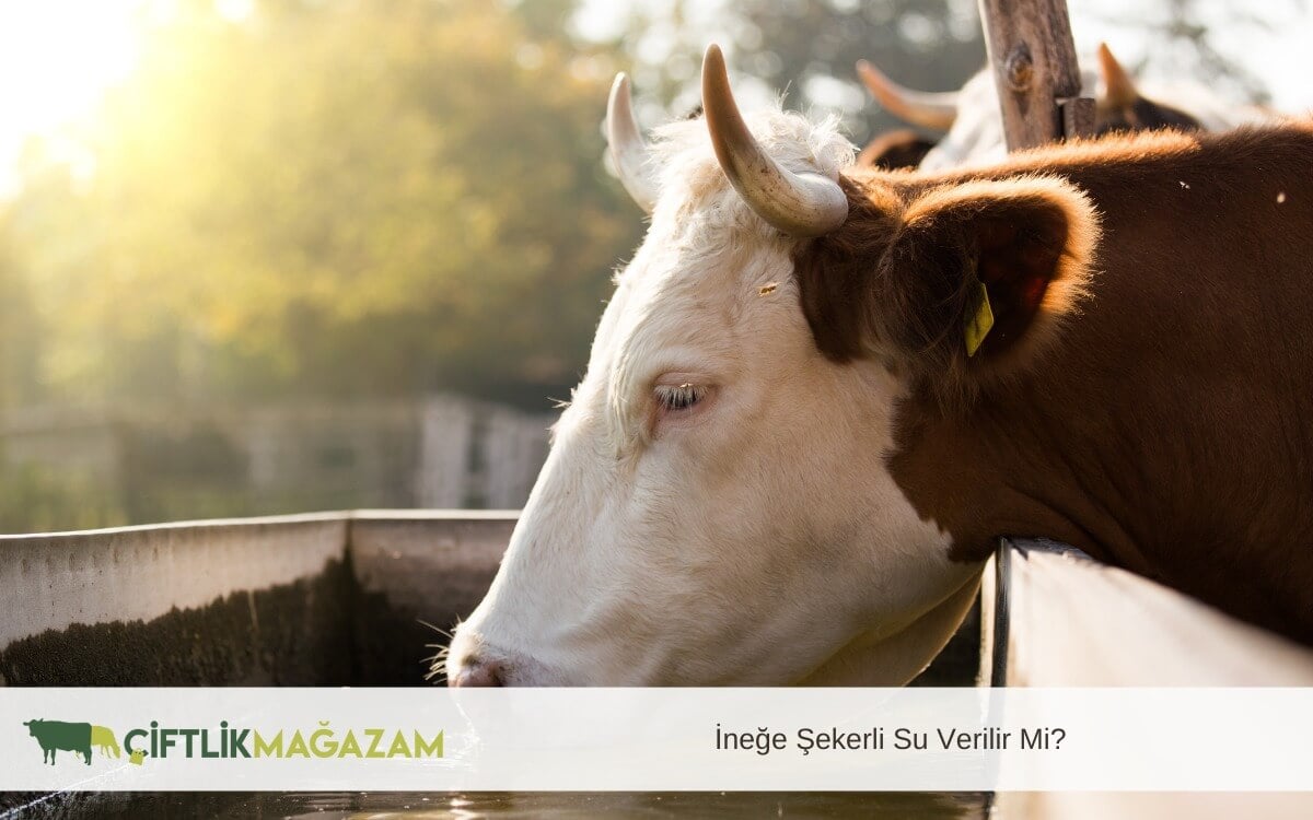 ineğe şekerli su
