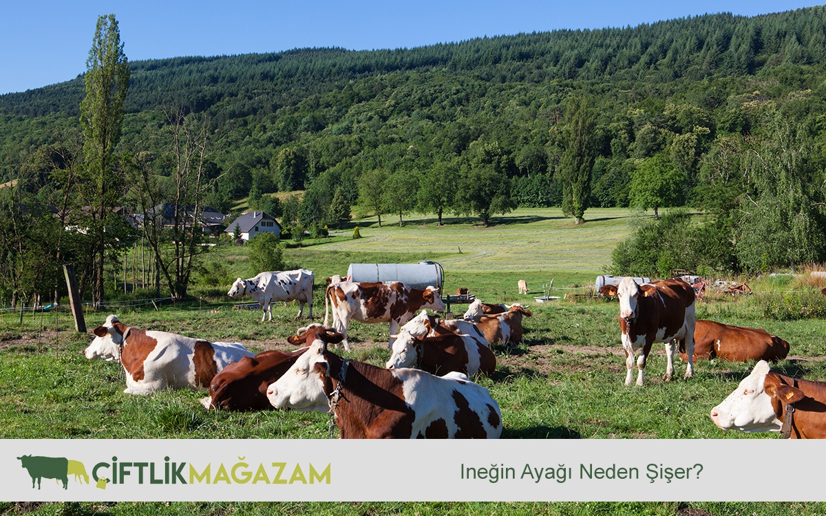 ineğin ayağı