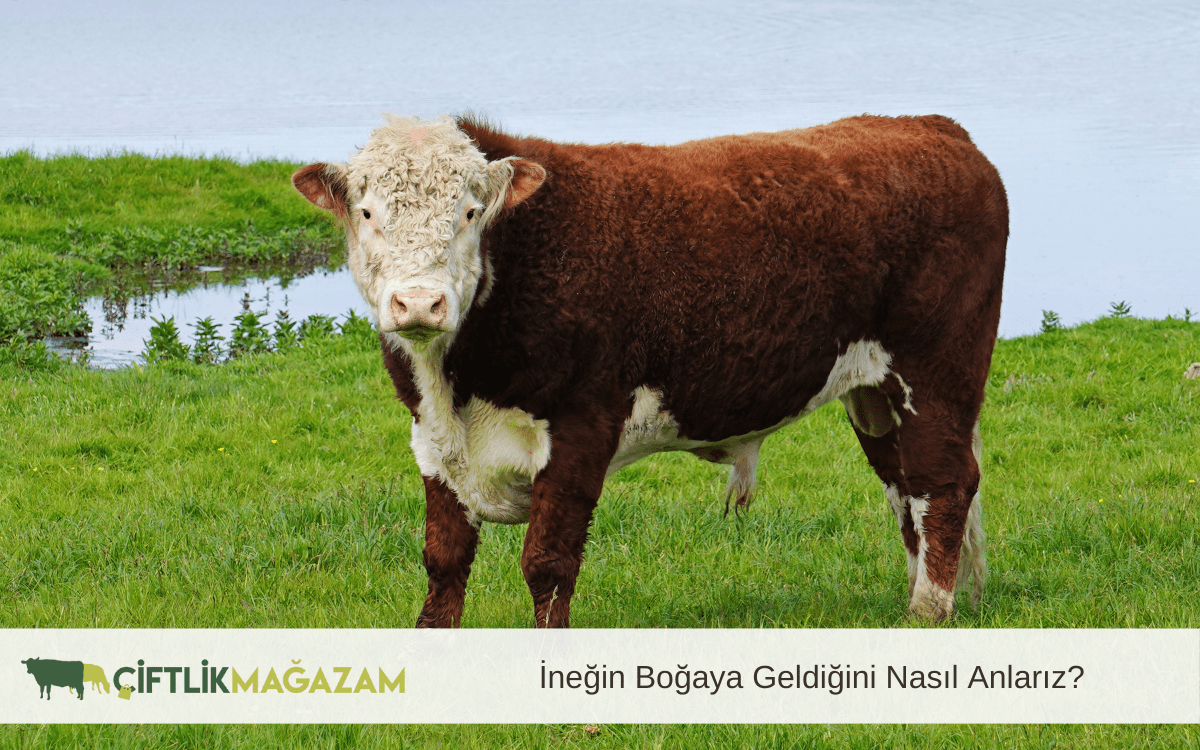 ineğin boğaya geldiğini nasıl anlarız