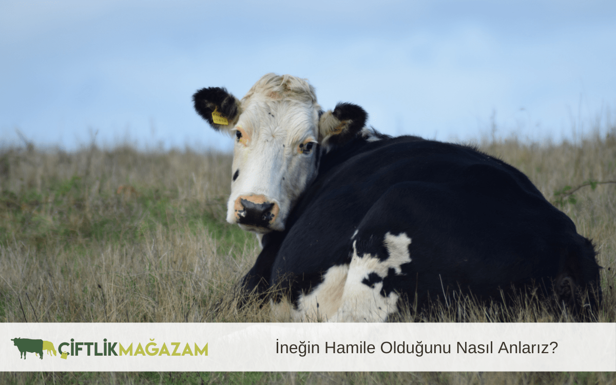 ineğin hamile olduğunu nasıl anlarız