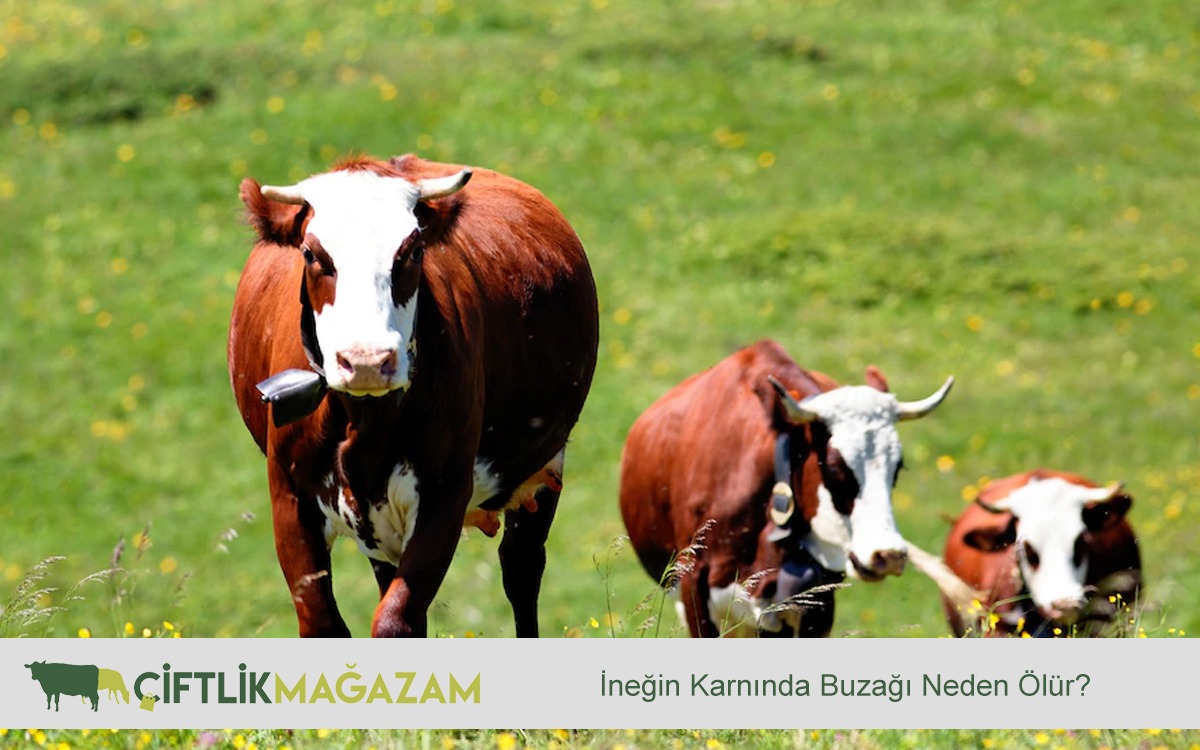 ineğin karnında buzağı neden ölür