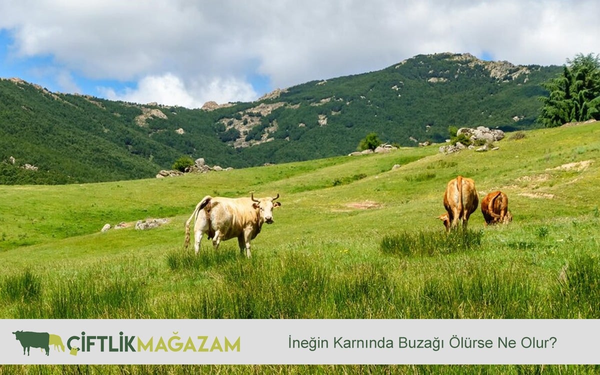 inek