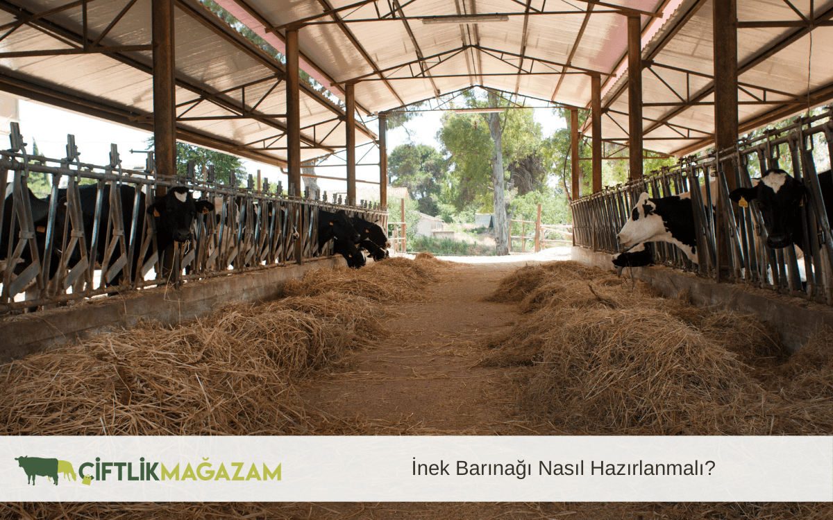 inek barınağı